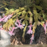 デンマークカクタス,庭の画像