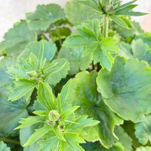 成長記録,可愛い〜♡,イマニワ,花のある暮らし,彩りの画像