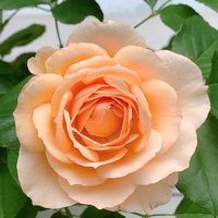 バラ,ありがとう♡嵐♡,バラと夢CLUB,チーム岐阜,ユーミンつながりの画像