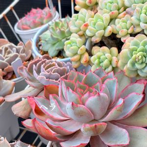 ヘラ,多肉植物,癒される,no green no life,多肉植物のある暮らしの画像