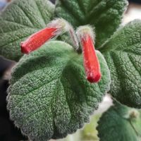 アガベ,シンニンギア,アガベ アルボピロサ,シンニンギア 断崖の緋牡丹,植中毒の画像