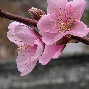 アンズ,ハナモモ,ベランダガーデン,癒し,朝焼けの画像