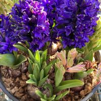 ヒヤシンス,レックスベコニア,ネモフィラペニーブラック,今を生きる,チーム千葉✿︎の画像