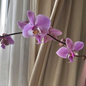 コチョウラン,胡蝶蘭,ファレノプシス シレリアナ,Phal. schilleriana,洋蘭の画像