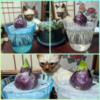 ヒヤシンス,ヒヤシンス,ヒヤシンス,ヒヤシンス,ヒヤシンスの画像