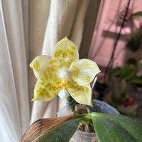 コチョウラン,胡蝶蘭,Phal.Yaphon Love Song 'MH-17',洋蘭,ラン科の画像