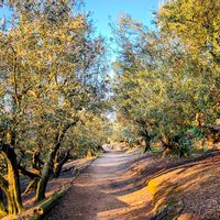 オリーブ,果樹,花のある暮らし,旅行先,緑のある暮らしの画像