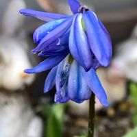 シラー,シラー,シラー,開花,可愛いの画像