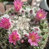 サボテン,サボテン,スマホ撮影加工なし,花の15年組の画像