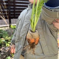 小さな庭,家庭菜園の画像
