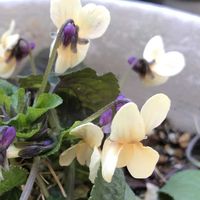 ニオイスミレ,ハーブ,庭の宿根草,宿根草♪,もんハーブ園の画像