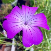 アグロステンマ,花のある暮らし,お散歩写真,お花が好き♡,綺麗なお花の画像