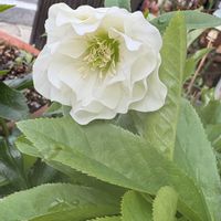 クリスマスローズ,ガーデンシクラメン,可愛い,チーム愛知,GSアダルトチームの画像