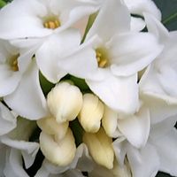 ジンチョウゲの画像