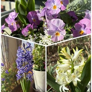 ハゴロモジャスミン,ハゴロモジャスミン,ヒヤシンス,ヒヤシンス,水耕栽培の画像