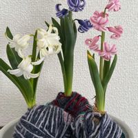 ヒヤシンス,ヒヤシンス 水耕栽培,今日のお花,自宅の画像