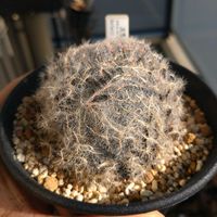 ビザール プランツ,多肉植物,ハオルチア属,ビザールプランツ,東向きベランダの画像