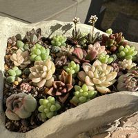 新玉つづり（ビアホップ）,名無しさん,寄せ植え,可愛い,つふつぶの画像