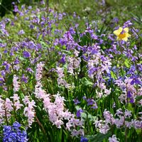 スイセン,ヒヤシンス,ムラサキハナナ,京都府立植物園,過去の写真の画像