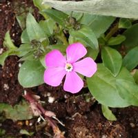 シレネ,シレネ ピンクパンサー,小さな庭の画像