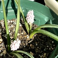 多肉女子,おうち園芸,バルコニー/ベランダの画像