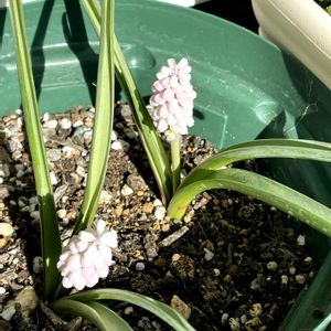 多肉女子,おうち園芸,バルコニー/ベランダの画像