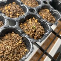 マツ,盆栽,初心者,種から,超初心者の画像