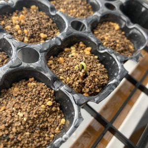 マツ,盆栽,初心者,種から,超初心者の画像