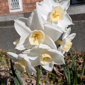 スイセン,水仙,畑の画像