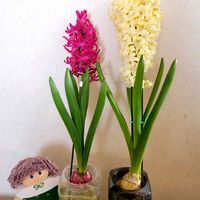 ヒヤシンス,GSのみなさんに感謝♡,素敵な出会いに感謝,ヒヤシンス水栽培,GSの繋がりに感謝♡の画像