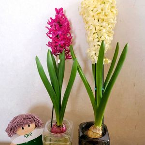 ヒヤシンス,GSのみなさんに感謝♡,素敵な出会いに感謝,ヒヤシンス水栽培,GSの繋がりに感謝♡の画像