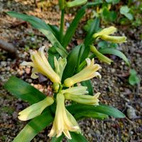 ヒヤシンス,ムサシアブミの画像