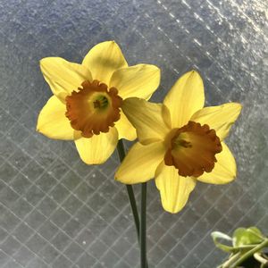 エケちゃんたちの花✨,ガーデニング,ウッドデッキ,寄せ植え大好き,お迎え多肉の画像