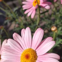 マーガレット,ピンク,ピンクの花,大好きな花,シルエット❤︎の画像