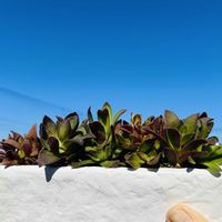 火祭り　(クラッスラ属),ワンコと暮らす,ミッチの会,にゃんこと暮らすの画像