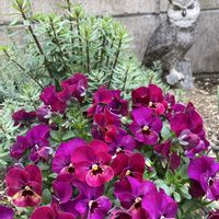 ビオラ,ビオラ,宿根リナリア,宿根リナリア プルプレア,庭の画像