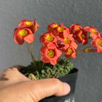 オキザリス,球根植物,原種,球根多肉, オキザリスの画像