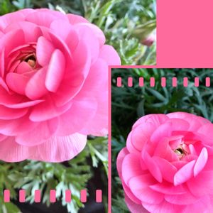 ラナンキュラス,ラナンキュラス,娘の子ども達❣️,娘の子ども達❣️,お兄ちゃん❣️の画像