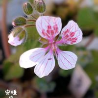 エロディウム,ローダンセマム,ラナンキュラスラックス　ベスタリス,挿し木,花のある暮らしの画像