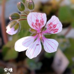 エロディウム,ローダンセマム,ラナンキュラスラックス　ベスタリス,挿し木,花のある暮らしの画像