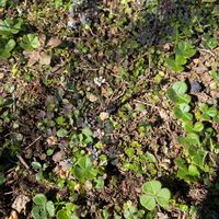 タネツケバナの画像