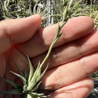 チランジア,エアプランツの画像