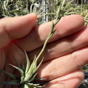 チランジア,エアプランツの画像