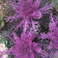 ワタ,葉牡丹,春を探しに,気晴らし,チーム新潟の画像