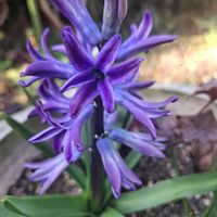 ヒヤシンス,ペチュニア,ビオラ,ベロニカ・オックスフォードブルー,今日のお花の画像