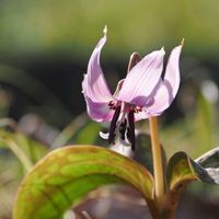 カタクリ,花散歩,OLYMPUS,ミラーレス一眼,青い花マニアの画像