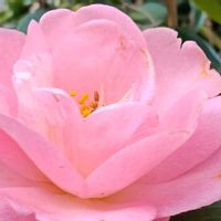 つばき,ツバキ(春曙光),開花,庭の花,シェードガーデンの画像