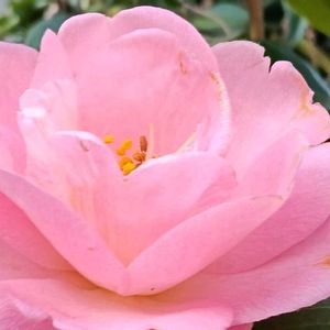 つばき,ツバキ(春曙光),開花,庭の花,シェードガーデンの画像