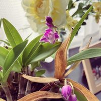 ギンギアナム　きらめきの恋,花のある暮らし,古株さん,お祝い,デンドロビウム・キンギアナム系の画像