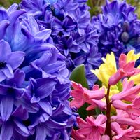 ヒヤシンス,寄せ植え,過去pic,今日の１枚,今日のお花の画像